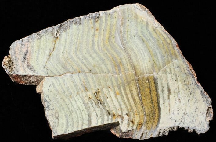 Strelley Pool Stromatolite - Billion Years Old #62755